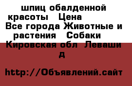 шпиц обалденной красоты › Цена ­ 22 000 - Все города Животные и растения » Собаки   . Кировская обл.,Леваши д.